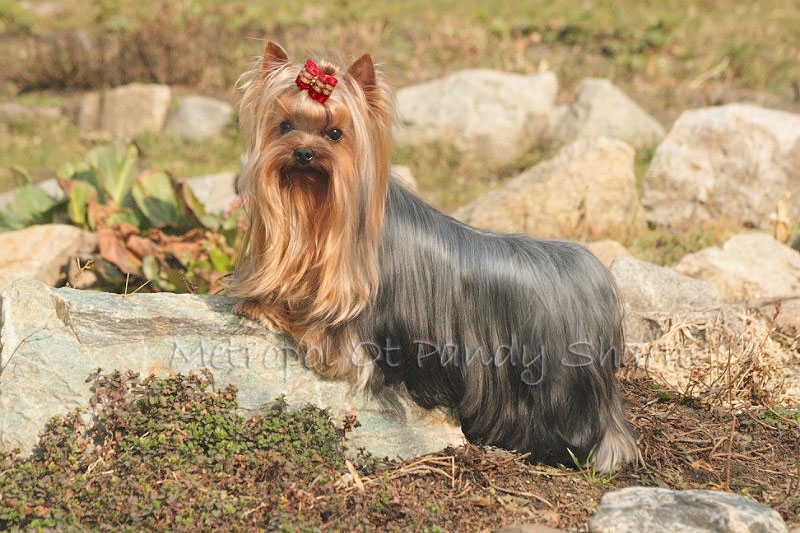 METROPOL OT PANDI SHARM — Labaza DogPedigree YorkshireTerrier