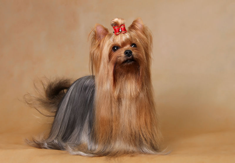 MINI SHOP JULIA LAMBERT — Labaza DogPedigree YorkshireTerrier