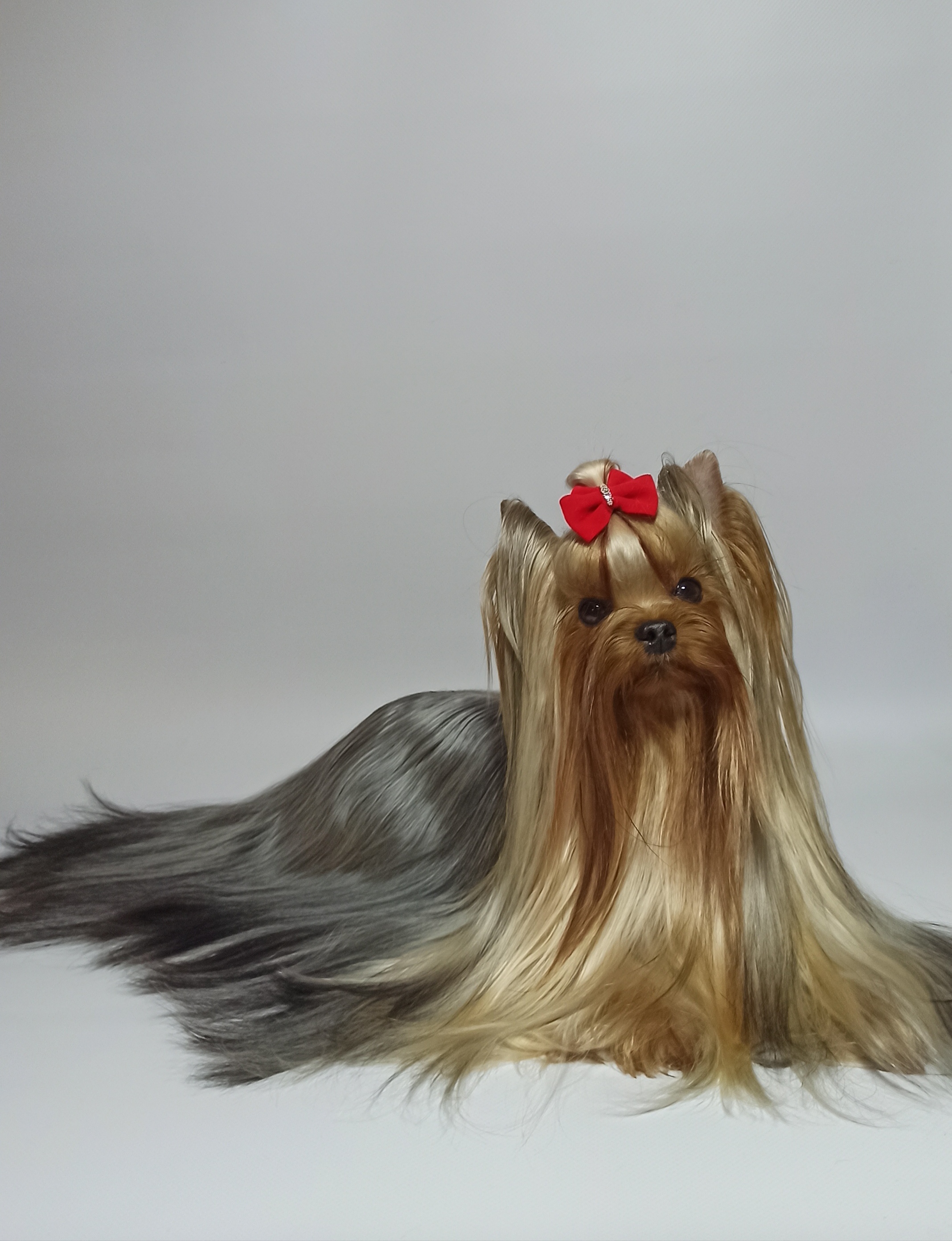 OLIVIA YUMI-MEI — Labaza DogPedigree YorkshireTerrier