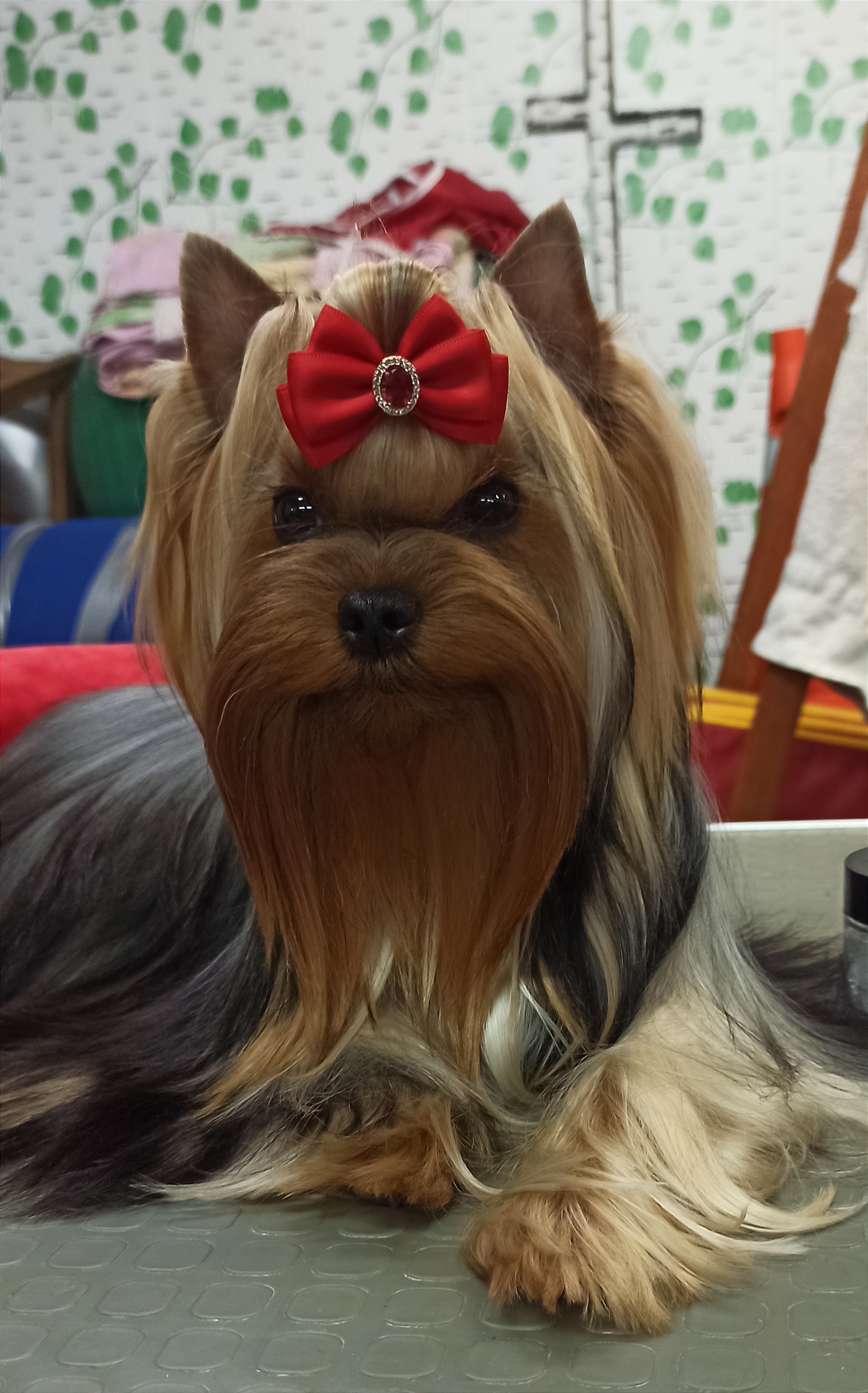  AZALEA LOVELY-SPRING MELODY — Labaza DogPedigree YorkshireTerrier