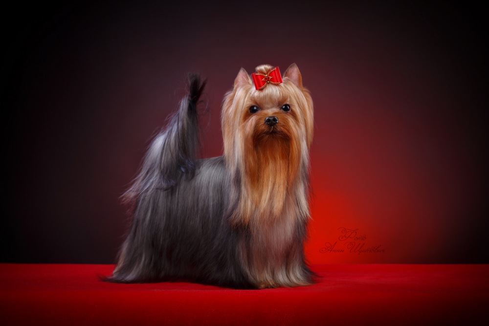 VIDEO STAR CHIVAS REGAL — Labaza DogPedigree YorkshireTerrier