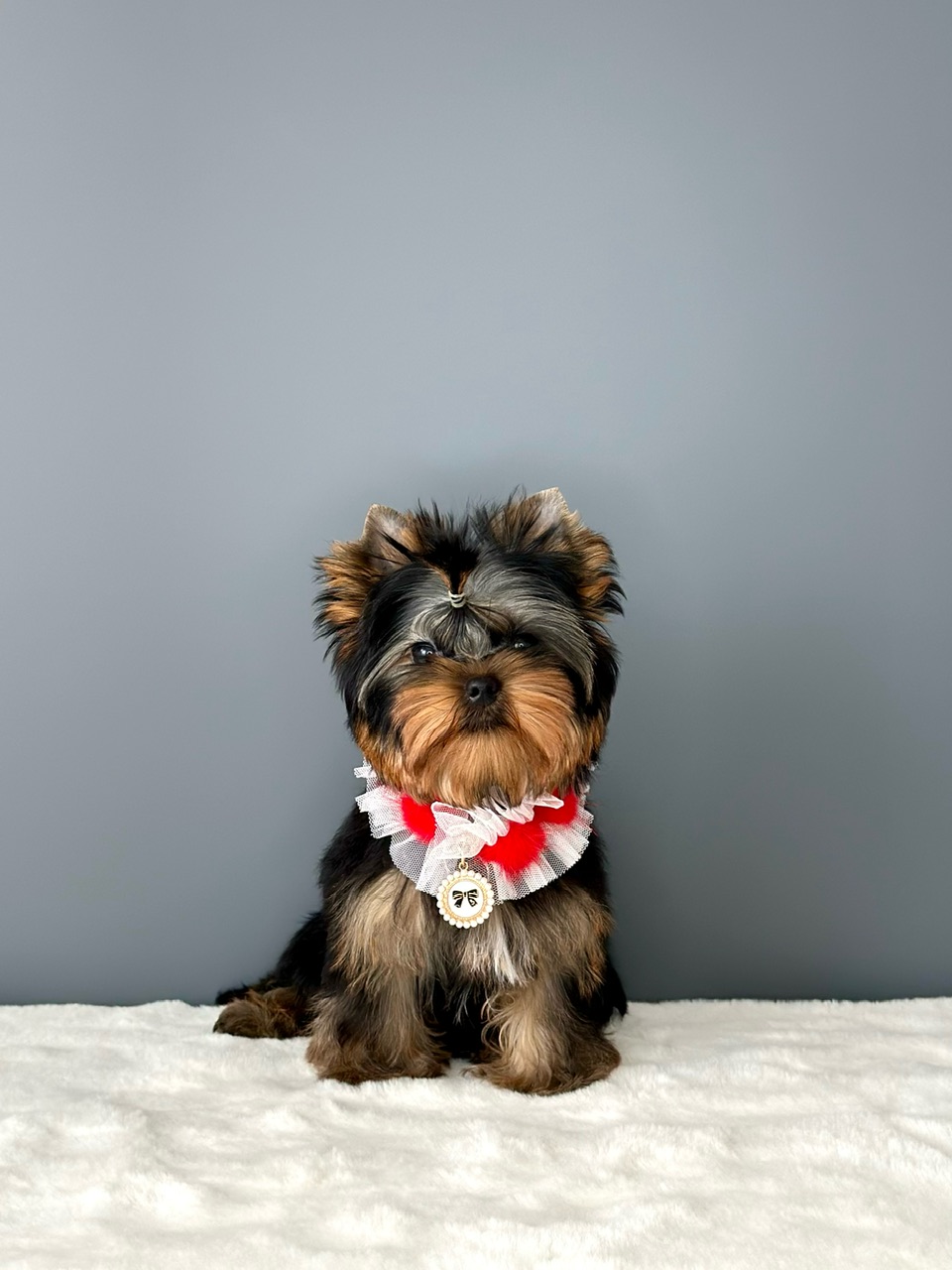  L’YANA DE VISTA TSARINA — Labaza DogPedigree YorkshireTerrier