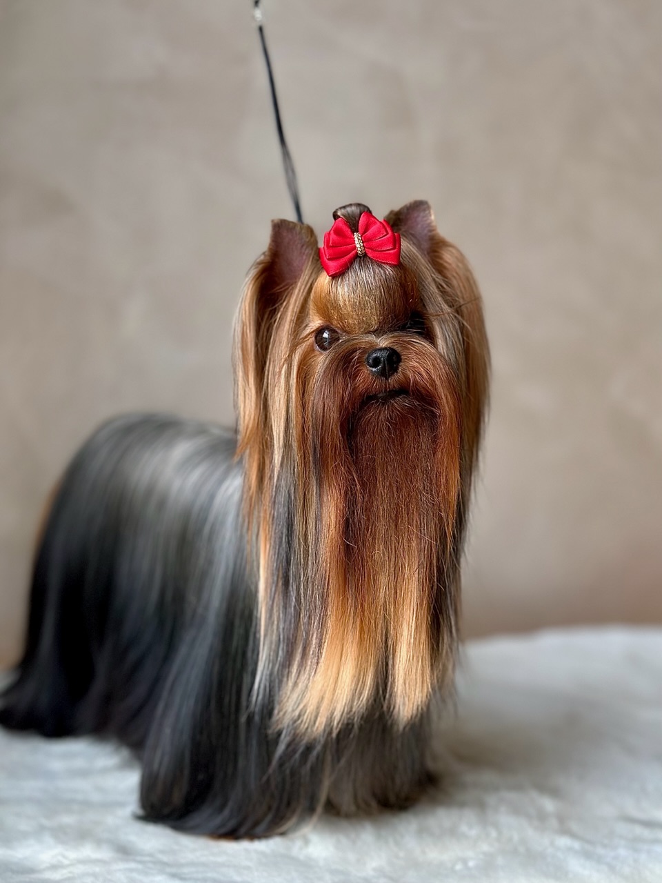  L’YANA DE VISTA PAPAYA — Labaza DogPedigree YorkshireTerrier