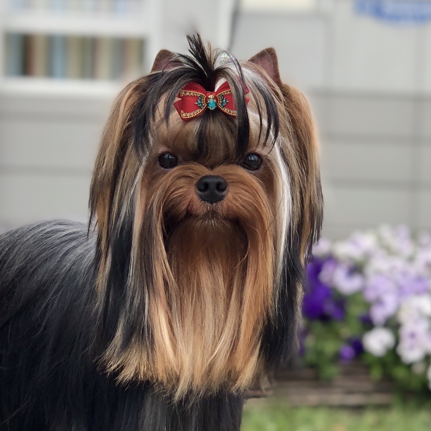 L’Yana De Vista L’YANA DE VISTA FLIRT — Labaza DogPedigree YorkshireTerrier