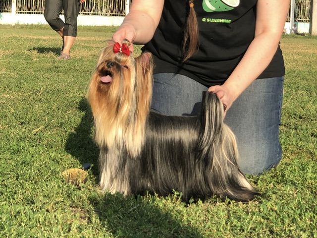 L’YANA DE VISTA RUMBA SOLO — Labaza DogPedigree YorkshireTerrier