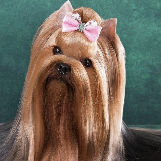 L’YANA DE VISTA MISS MACARENA — Labaza DogPedigree YorkshireTerrier