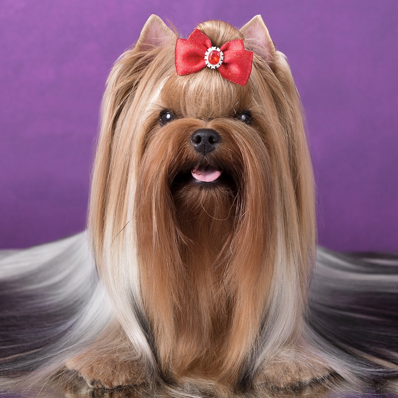 L’Yana De Vista L’YANA DE VISTA NEWMARY — Labaza DogPedigree YorkshireTerrier