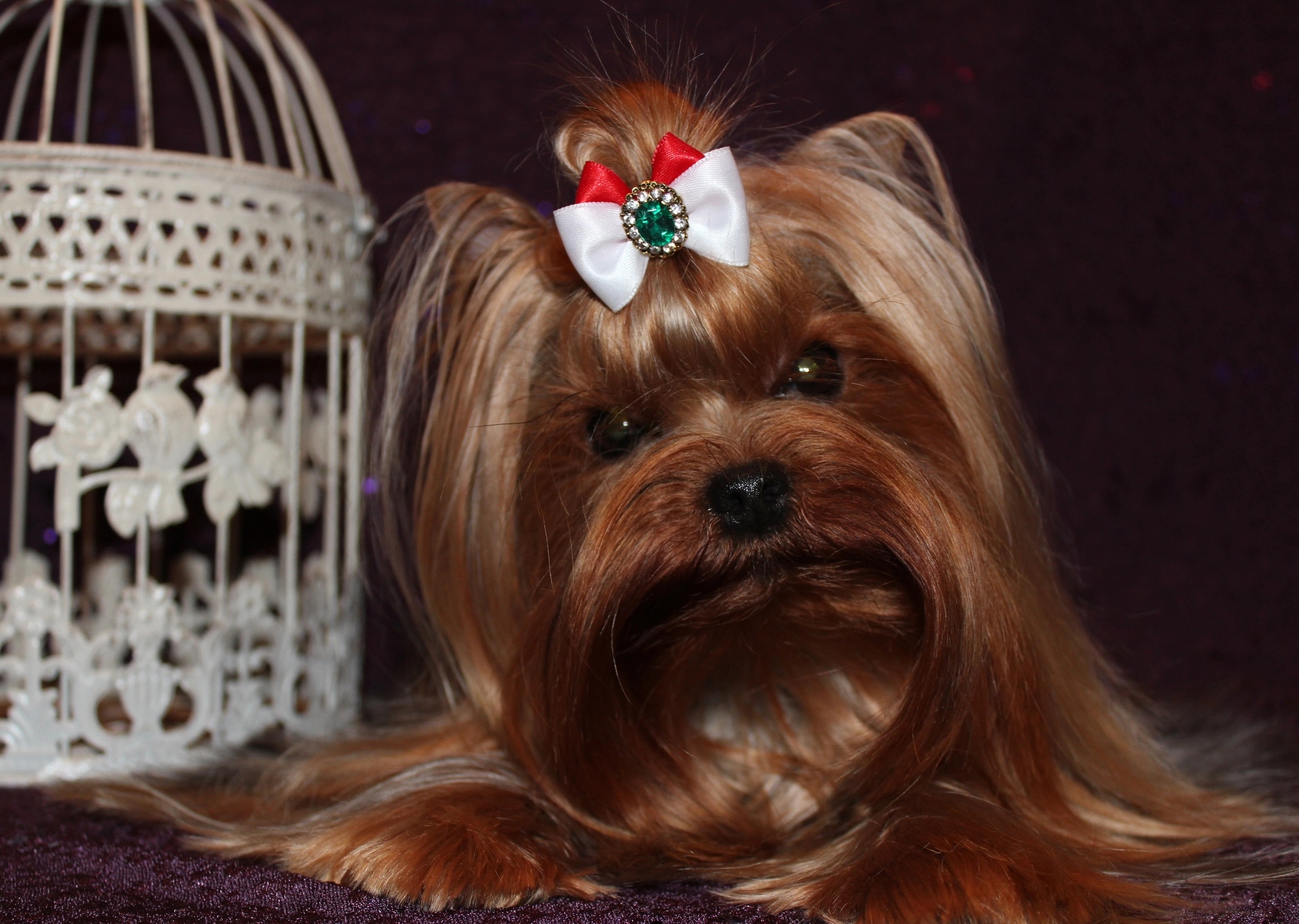 MAL ZOLOTNIK IRRESISTABLE LADY — Labaza DogPedigree YorkshireTerrier