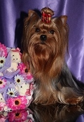  EMELI PRINTSESSA ELFOV — Labaza DogPedigree YorkshireTerrier