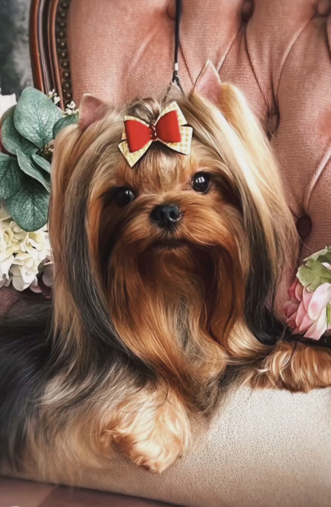 AMORE BRAVO ORIANA — Labaza DogPedigree YorkshireTerrier