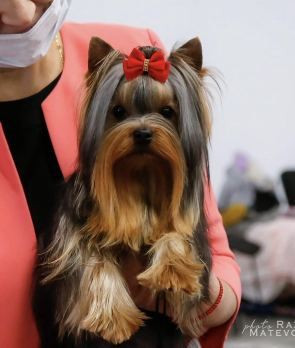  SCHASTLIVY MIR LOUVRE — Labaza DogPedigree YorkshireTerrier