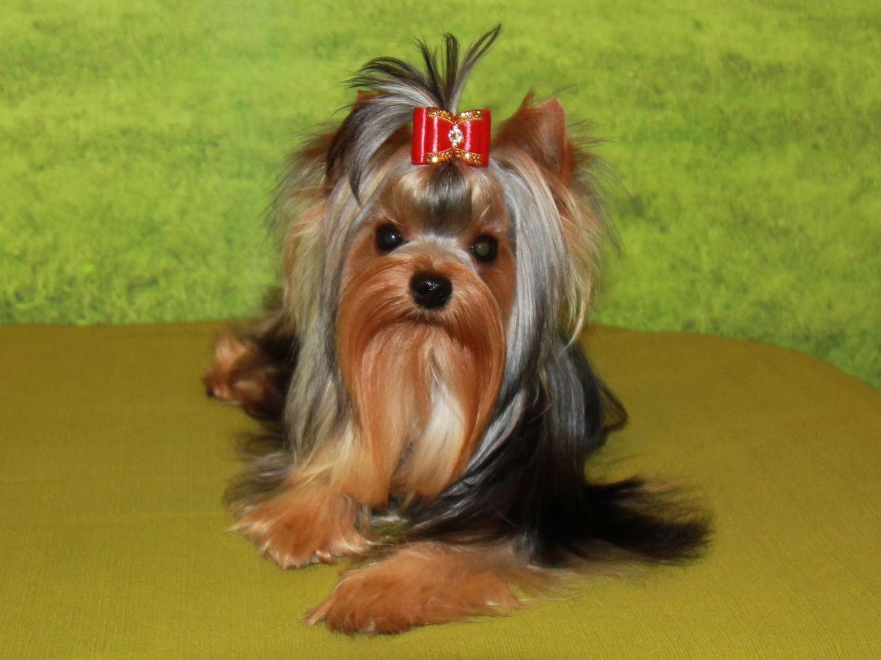 HUNDERWOOD JUST GOOD NEWS — Labaza DogPedigree YorkshireTerrier