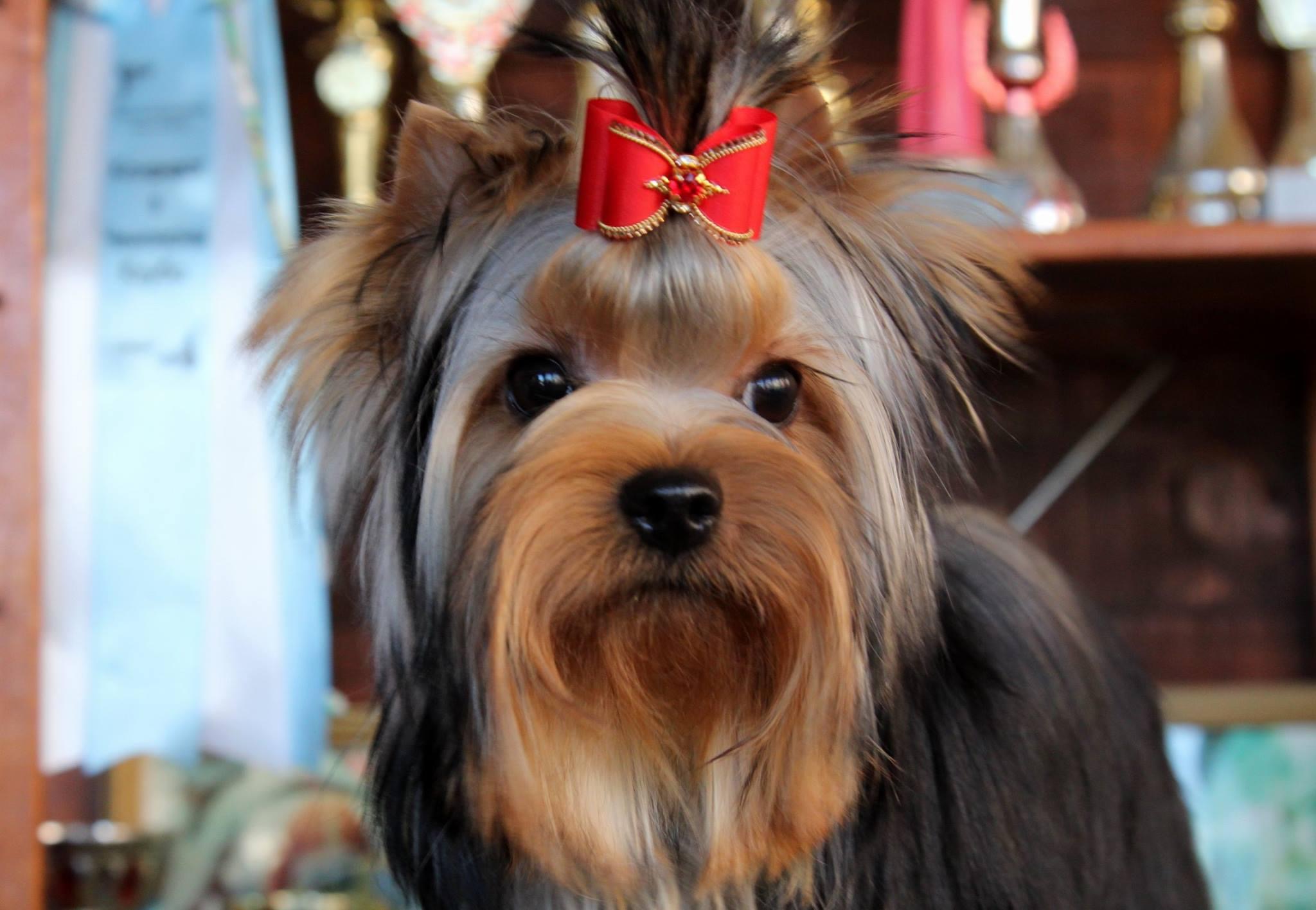 SCHASTLIVY MIR ROMANTICA — Labaza DogPedigree YorkshireTerrier