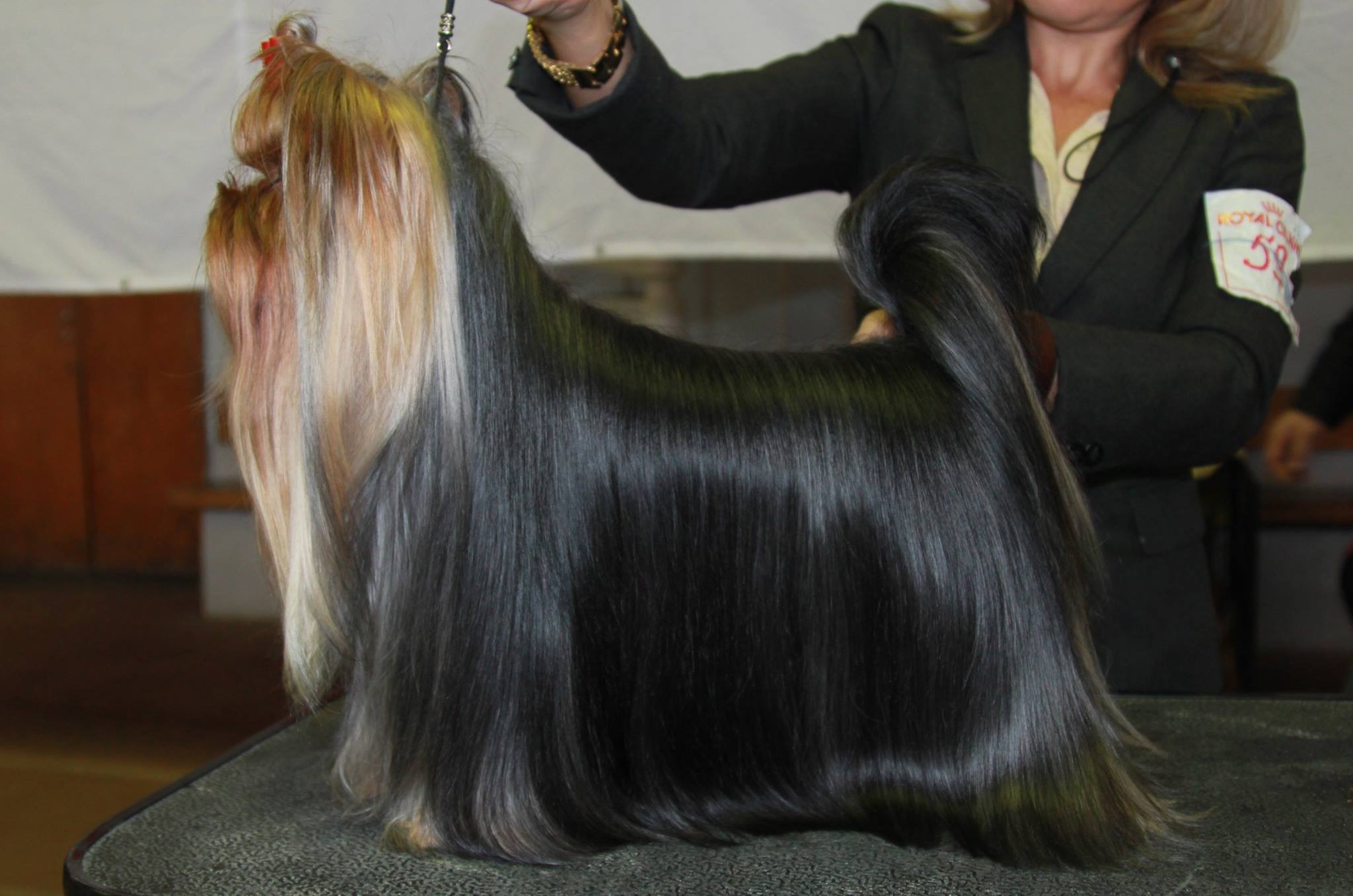  SCHASTLIVY MIR TOM CRUISE — Labaza DogPedigree YorkshireTerrier