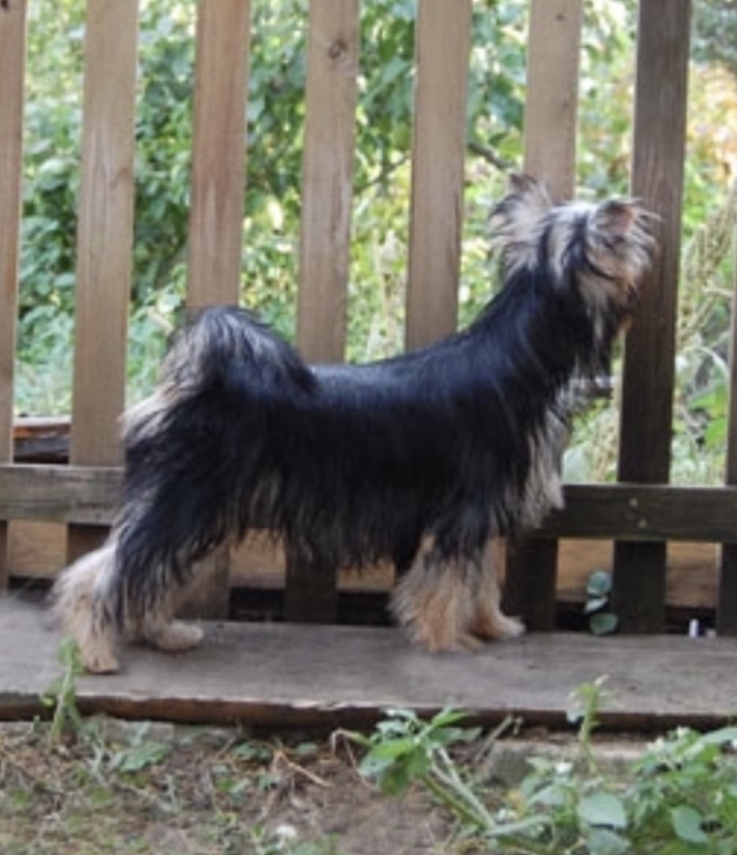 SCHASTLIVY MIR KARRERA — Labaza DogPedigree YorkshireTerrier