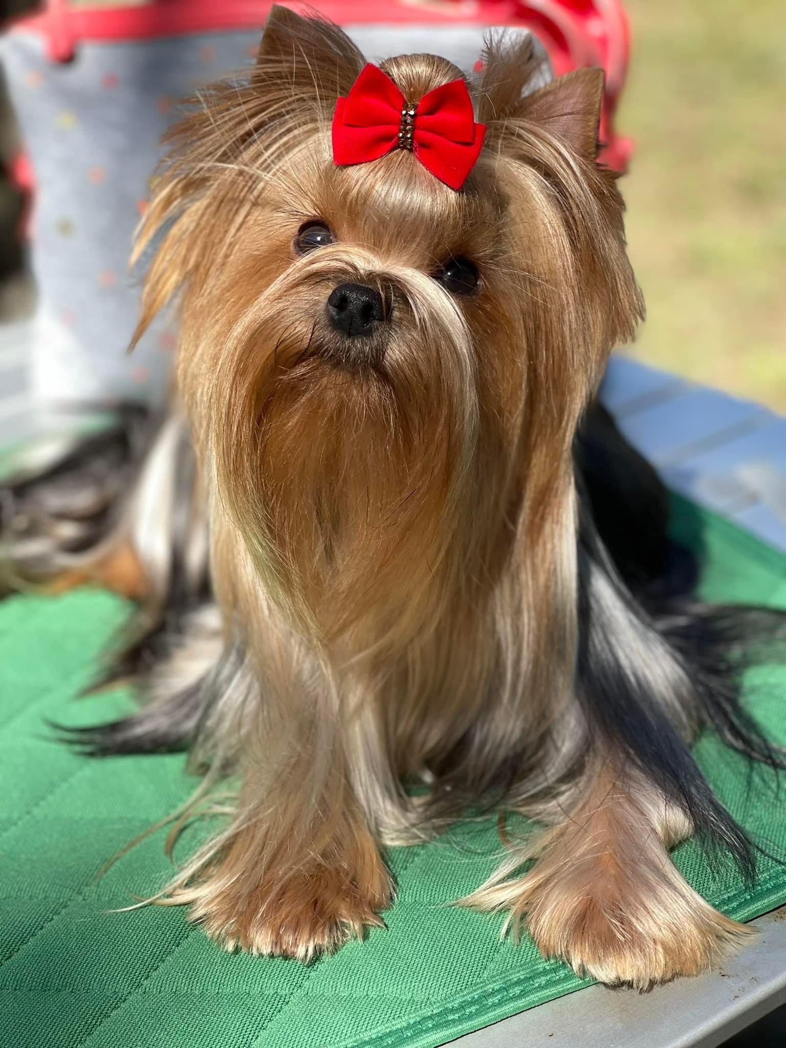 SCHASTLIVY MIR ZARA — Labaza DogPedigree YorkshireTerrier