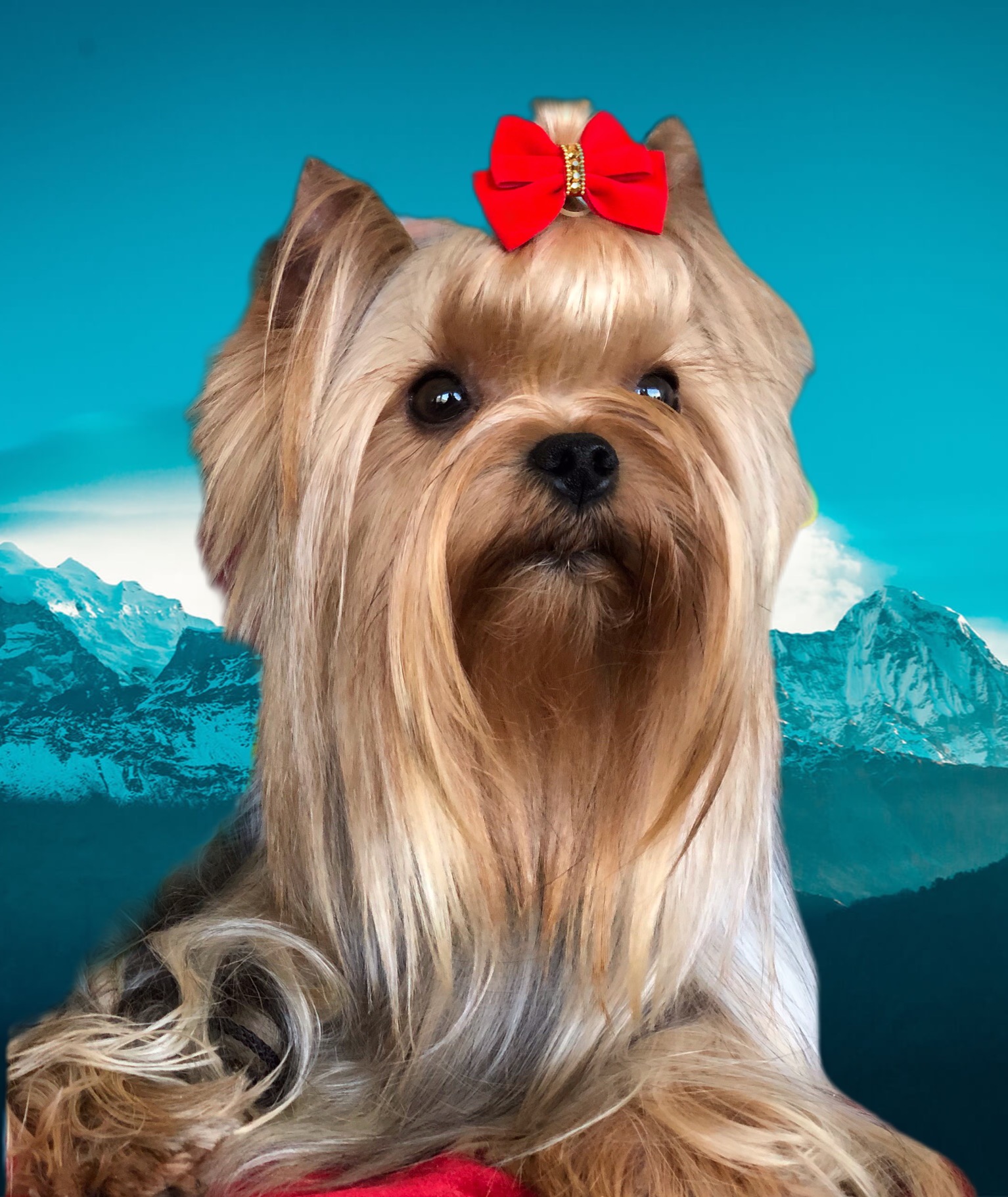  KISS ME QUICK STRIBRNE PRANI — Labaza DogPedigree YorkshireTerrier