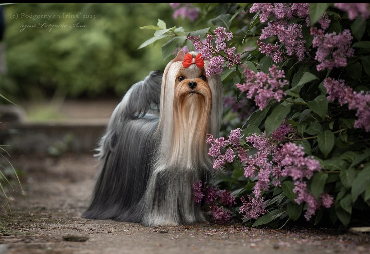  DELEGIT FATI KAMEYA — Labaza DogPedigree YorkshireTerrier