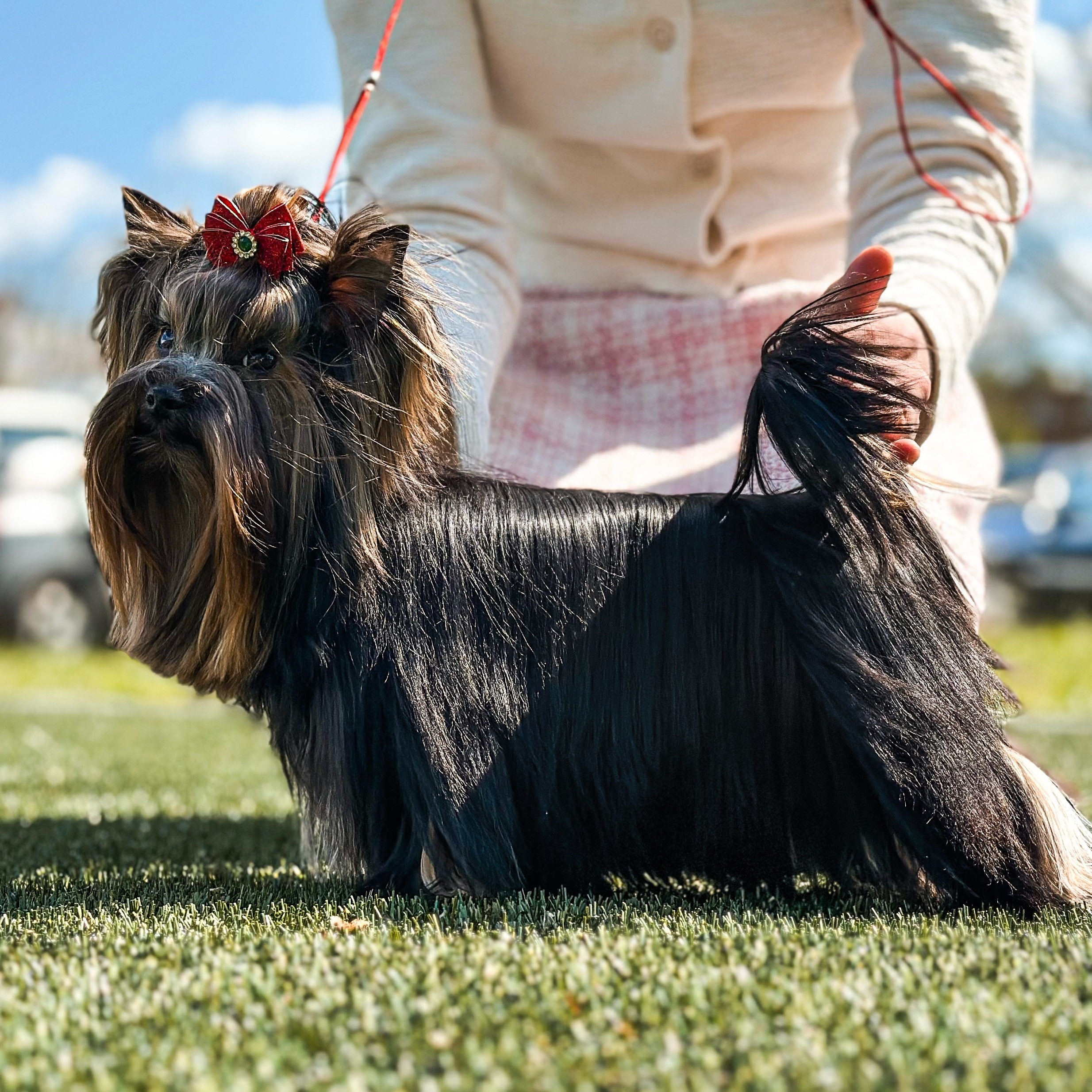 BENDGAMIN PRESTIGE STILL — Labaza DogPedigree YorkshireTerrier