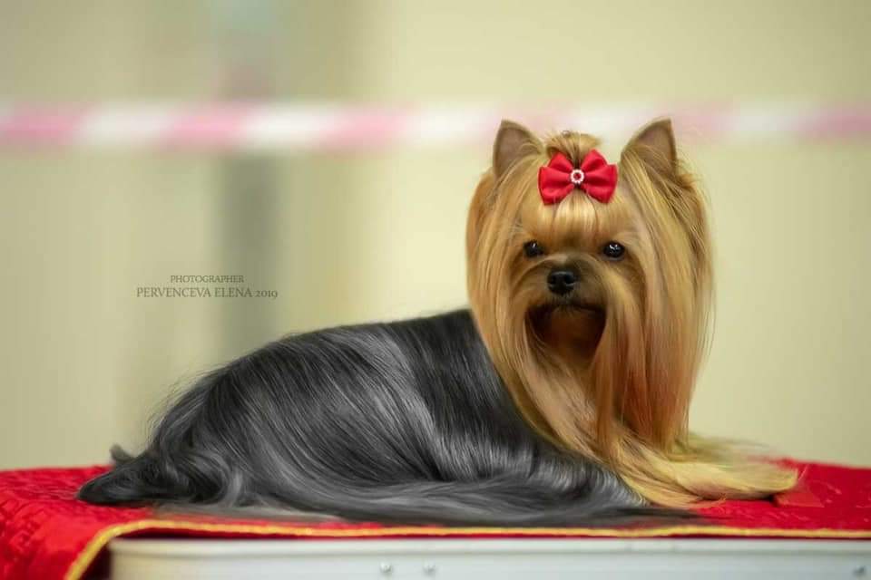 PECH HOUP PECH HOUP FANTASIA — Labaza DogPedigree YorkshireTerrier