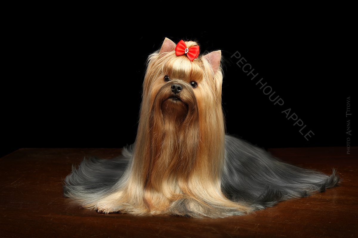 PECH HOUP PECH HOUP APPLE — Labaza DogPedigree YorkshireTerrier