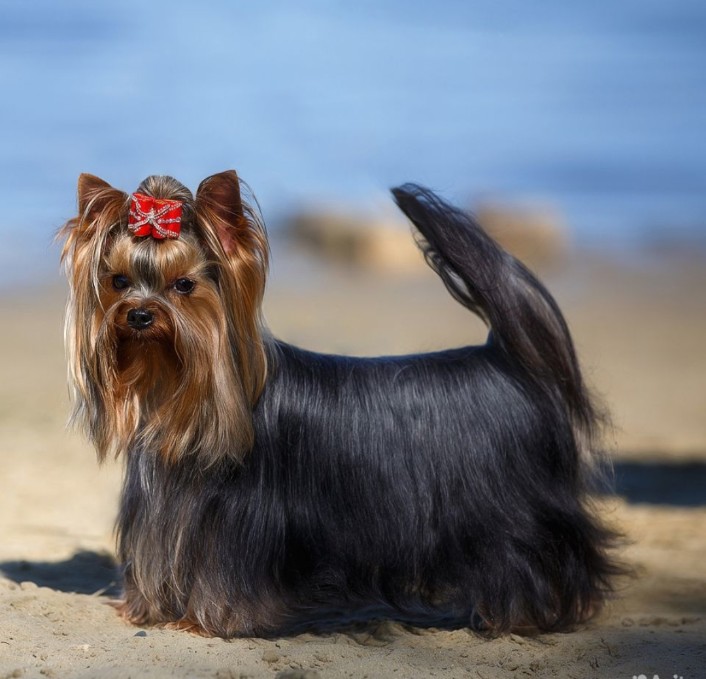  CHEZAR ABSOLYUT PAUER — Labaza DogPedigree YorkshireTerrier