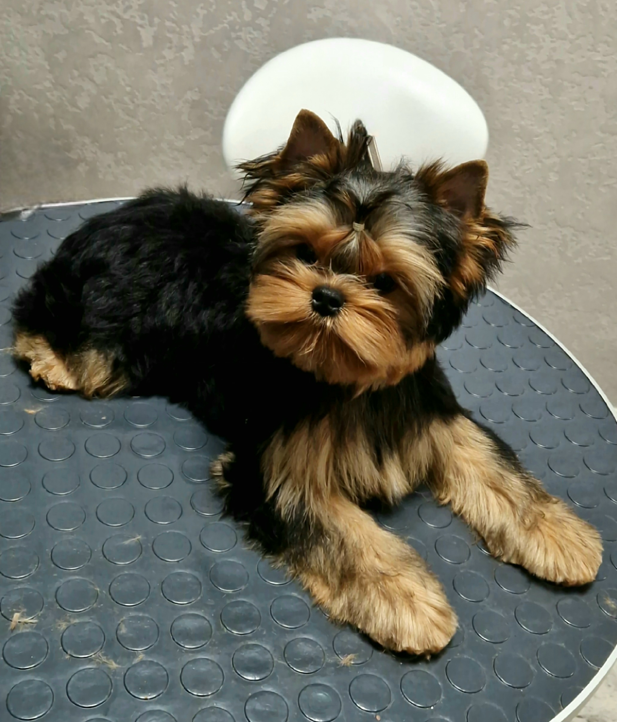 EXCELLENCE ABSOLUTE DIKAP-RIO — Labaza DogPedigree YorkshireTerrier