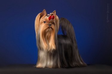 OLIMPIK HOF OLIMPIK HOF KONAN — Labaza DogPedigree YorkshireTerrier