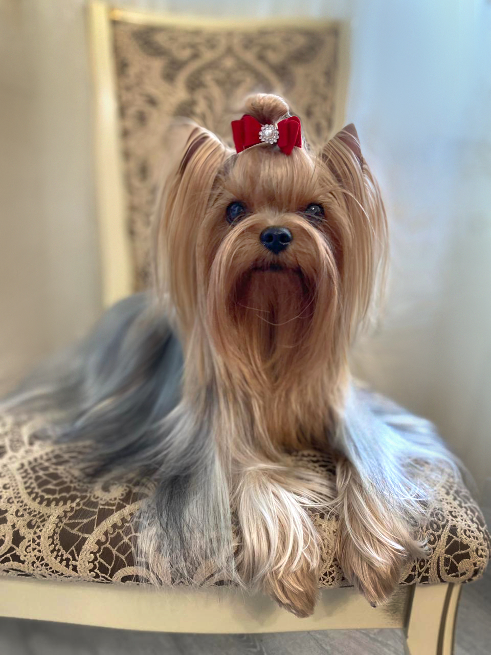 AGAIN LOVE TIFFANI — Labaza DogPedigree YorkshireTerrier