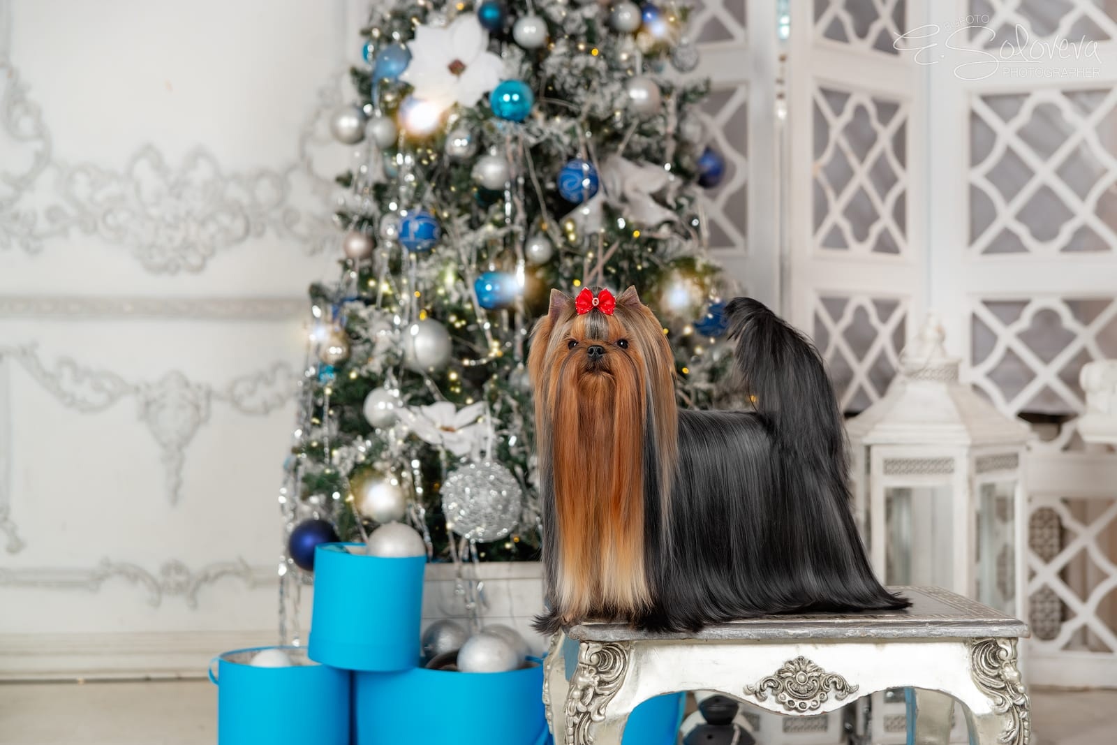 OLIMPIK HOF NATALIE — Labaza DogPedigree YorkshireTerrier