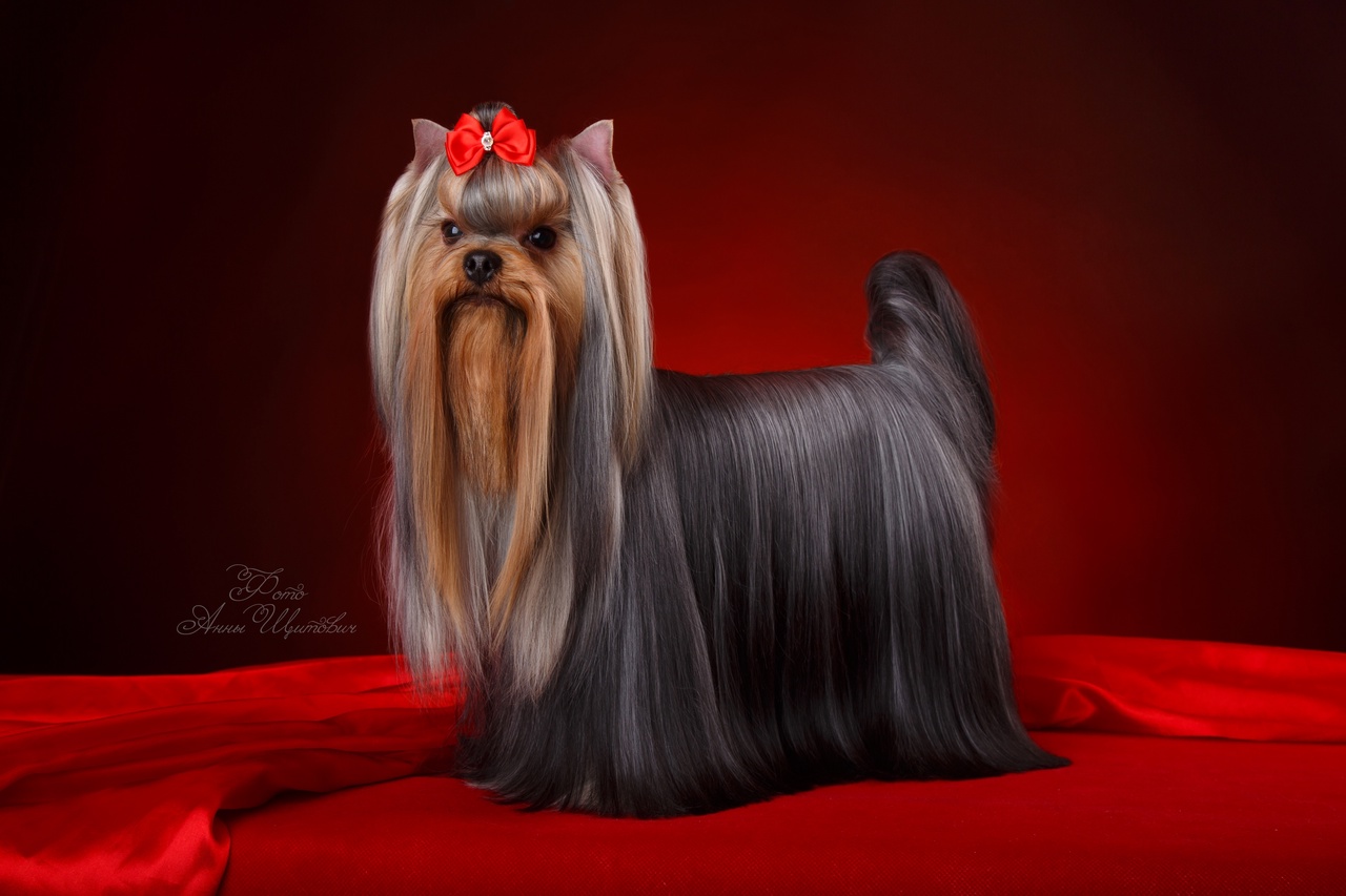 IMP IN SKIRT CHICHOLINA — Labaza DogPedigree YorkshireTerrier