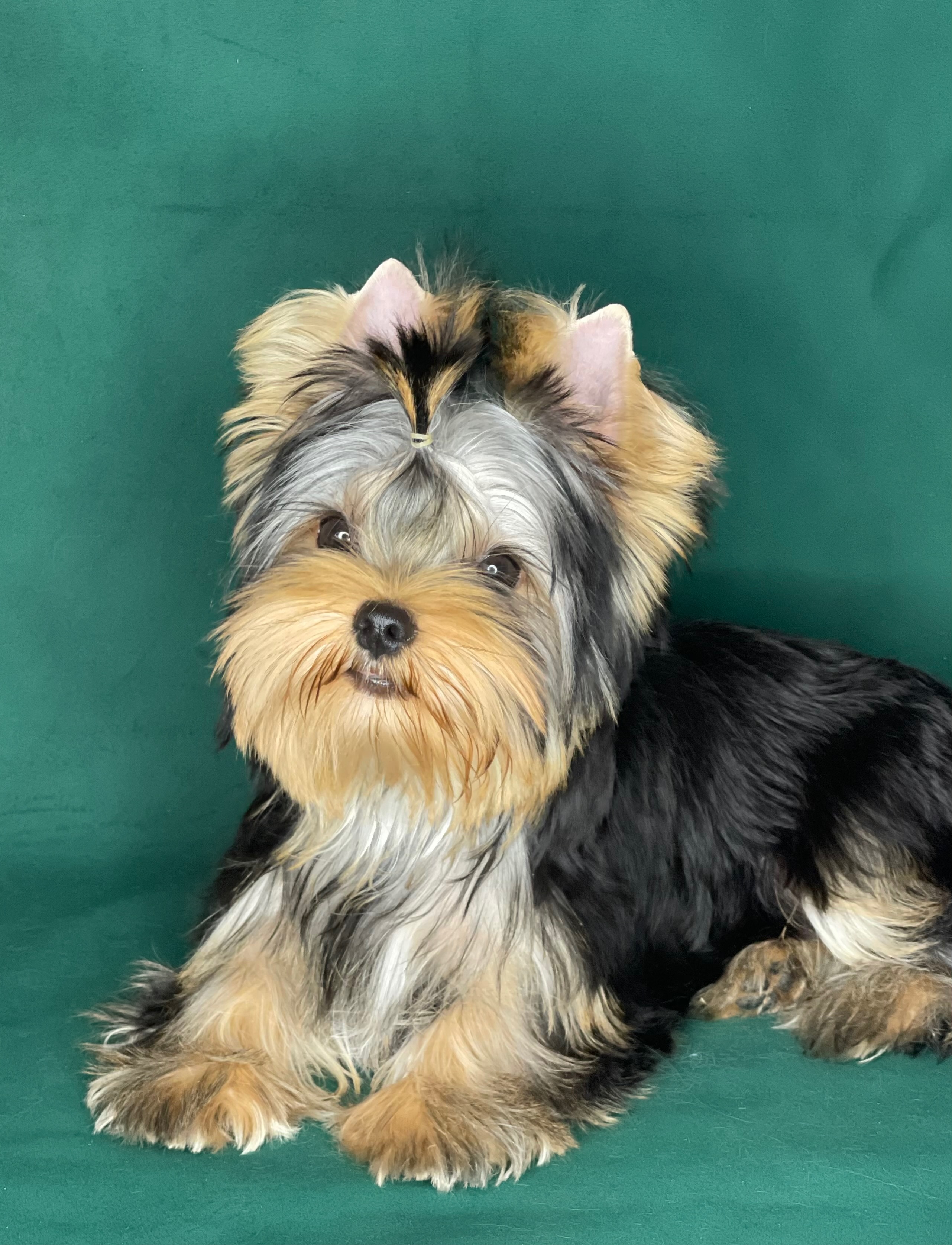 Star Queen STAR QUEEN OPIUM — Labaza DogPedigree YorkshireTerrier