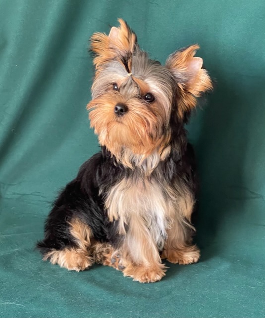 STAR QUEEN ONE LOVE — Labaza DogPedigree YorkshireTerrier