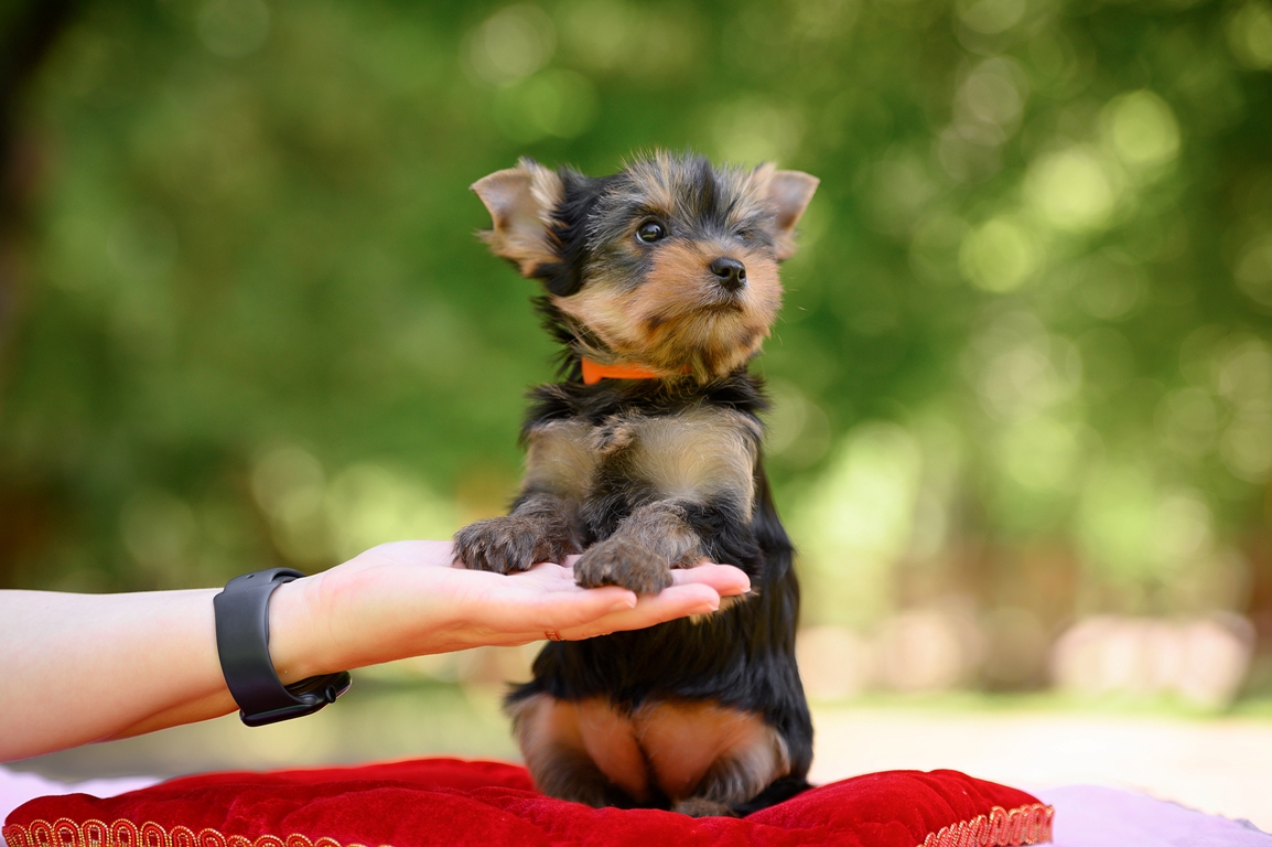 OLIMPIK HOF OLIMPIK HOF NIKITA — Labaza DogPedigree YorkshireTerrier