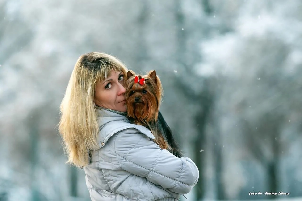 GREISFUL SHARM — Labaza DogPedigree YorkshireTerrier