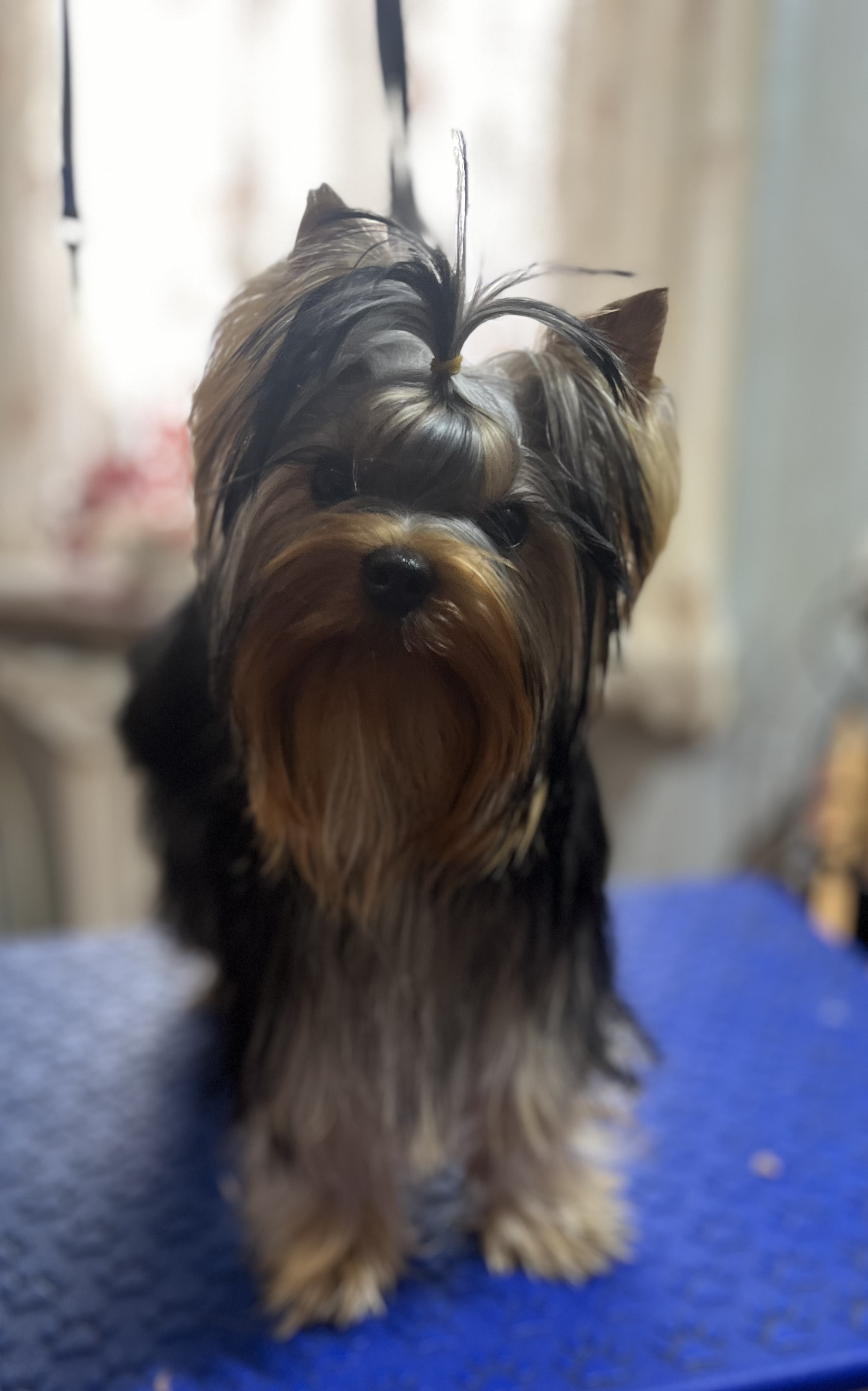  ZLATOSLAVA GREISFUL SHARM — Labaza DogPedigree YorkshireTerrier