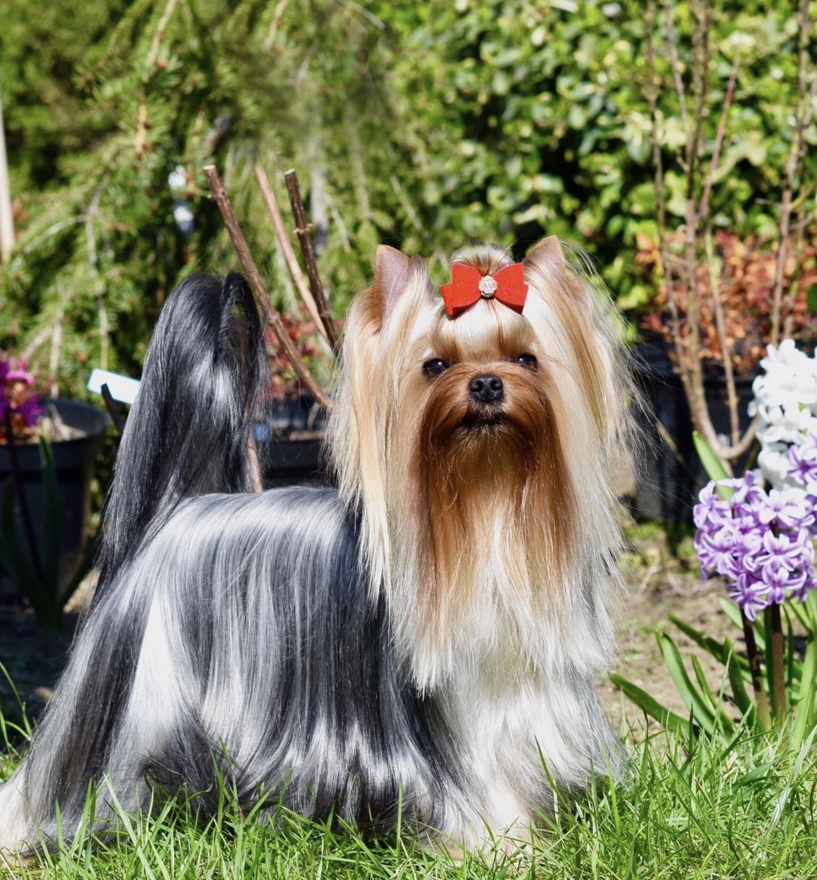 VENERA GREISFUL SHARM — Labaza DogPedigree YorkshireTerrier