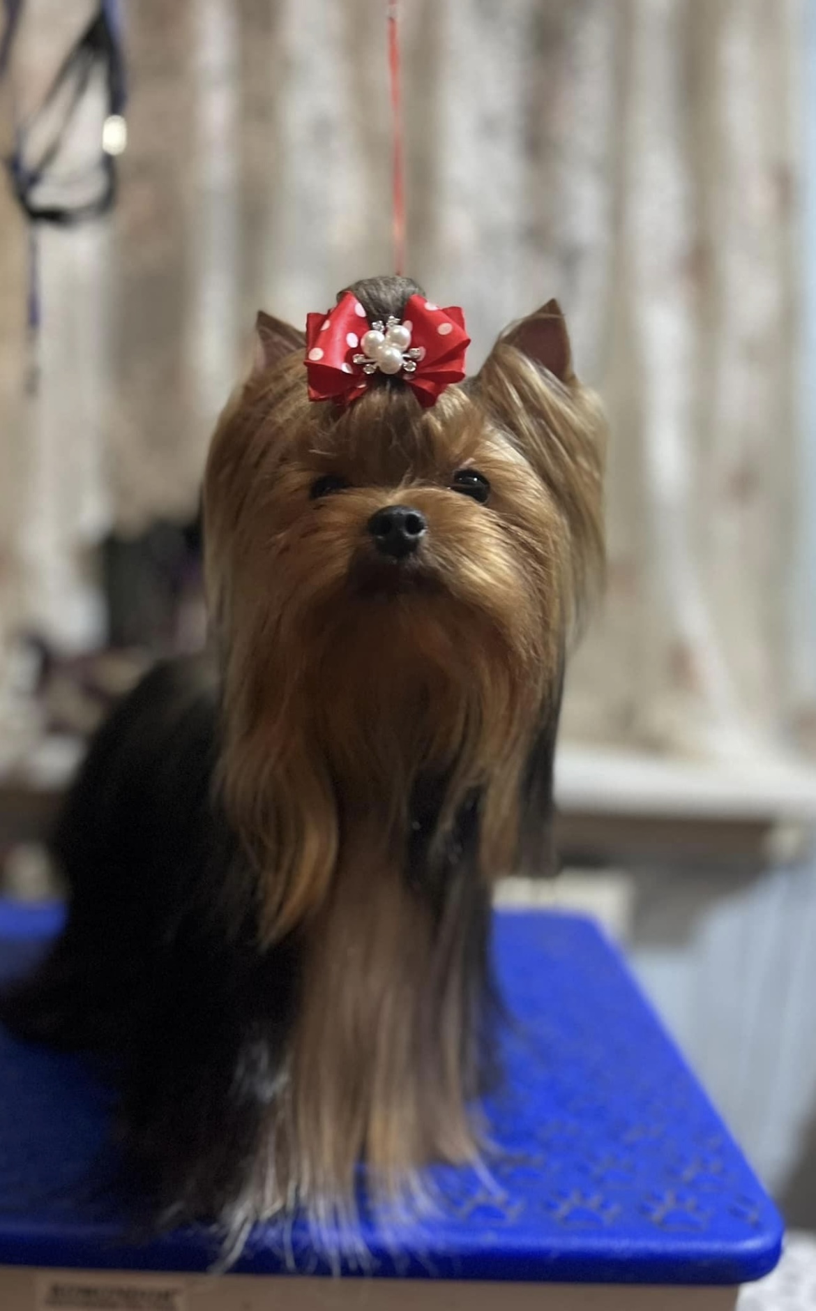  DREAMS ARE REAL GREISFUL SHARM — Labaza DogPedigree YorkshireTerrier