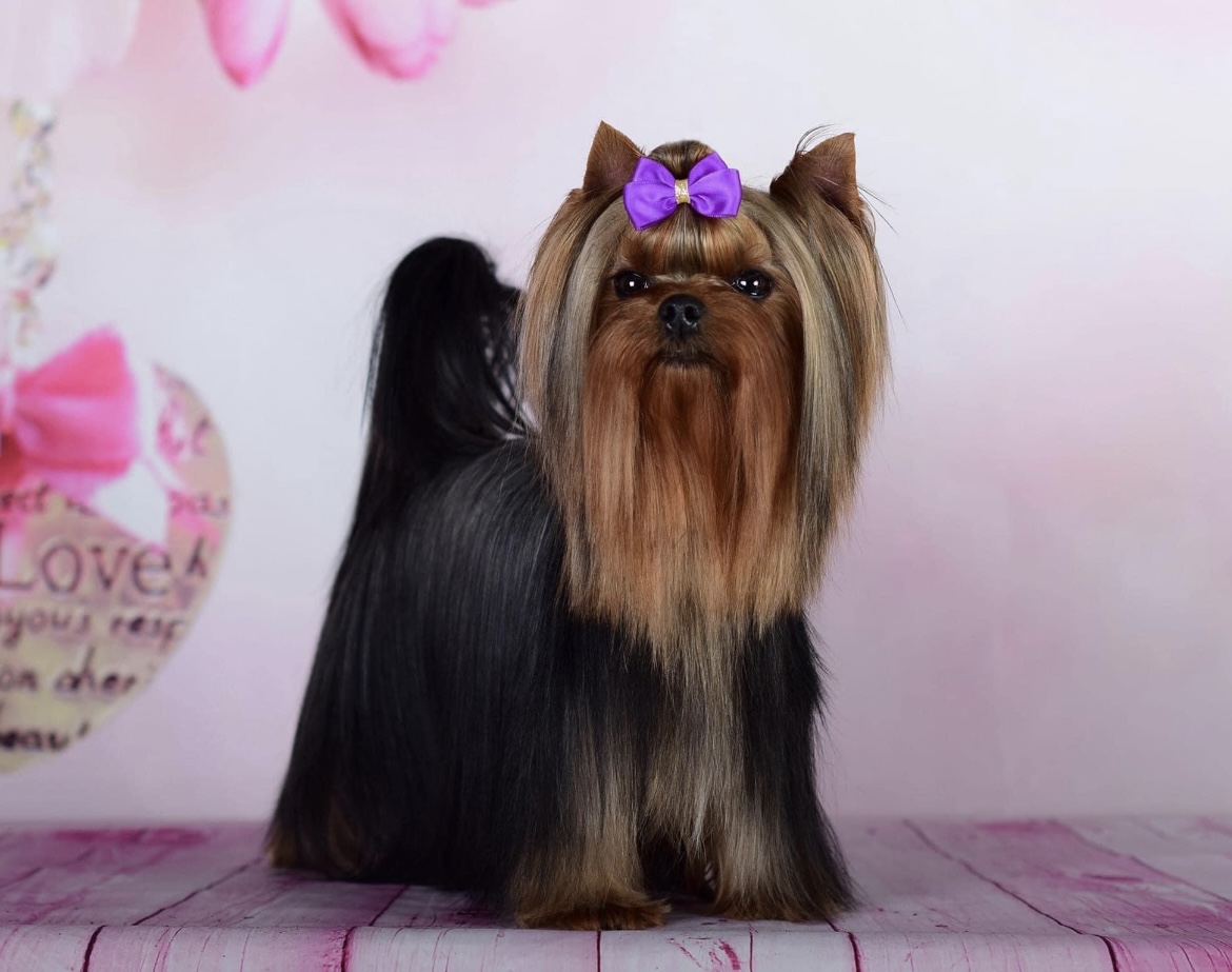 GREISFUL SHARM AFINA PALLADA GREISFUL SHARM — Labaza DogPedigree YorkshireTerrier