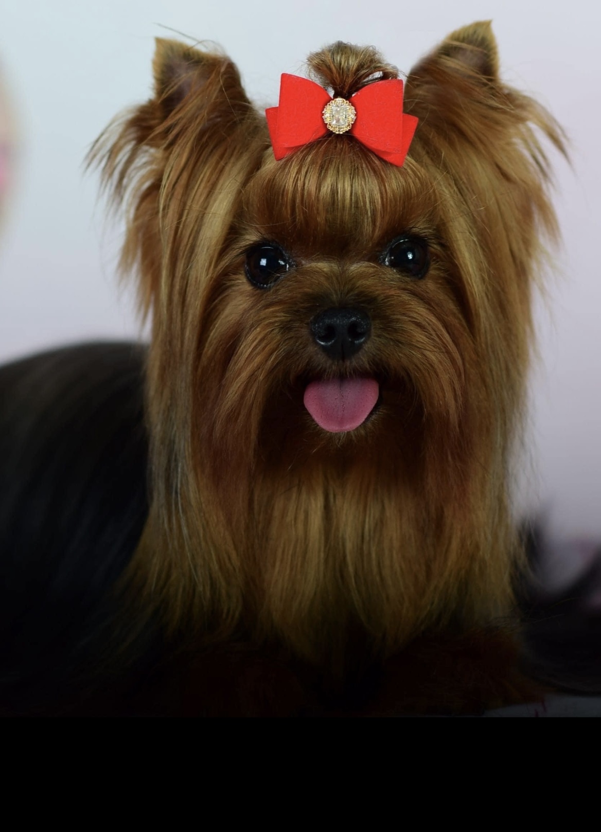  BARLETTA MEIBL GREISFUL SHARM — Labaza DogPedigree YorkshireTerrier