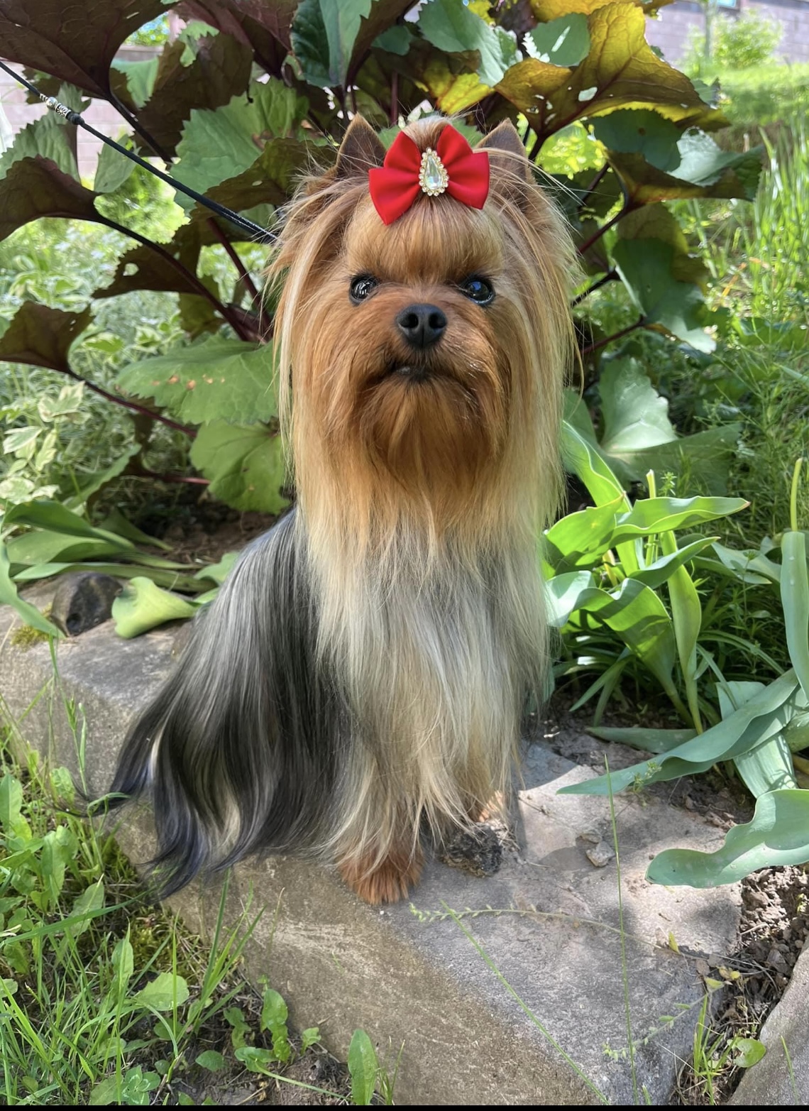  ELLIOT GREISFUL SHARM — Labaza DogPedigree YorkshireTerrier