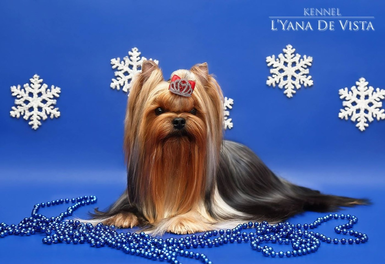 FASHION PARTY EXTASY — Labaza DogPedigree YorkshireTerrier