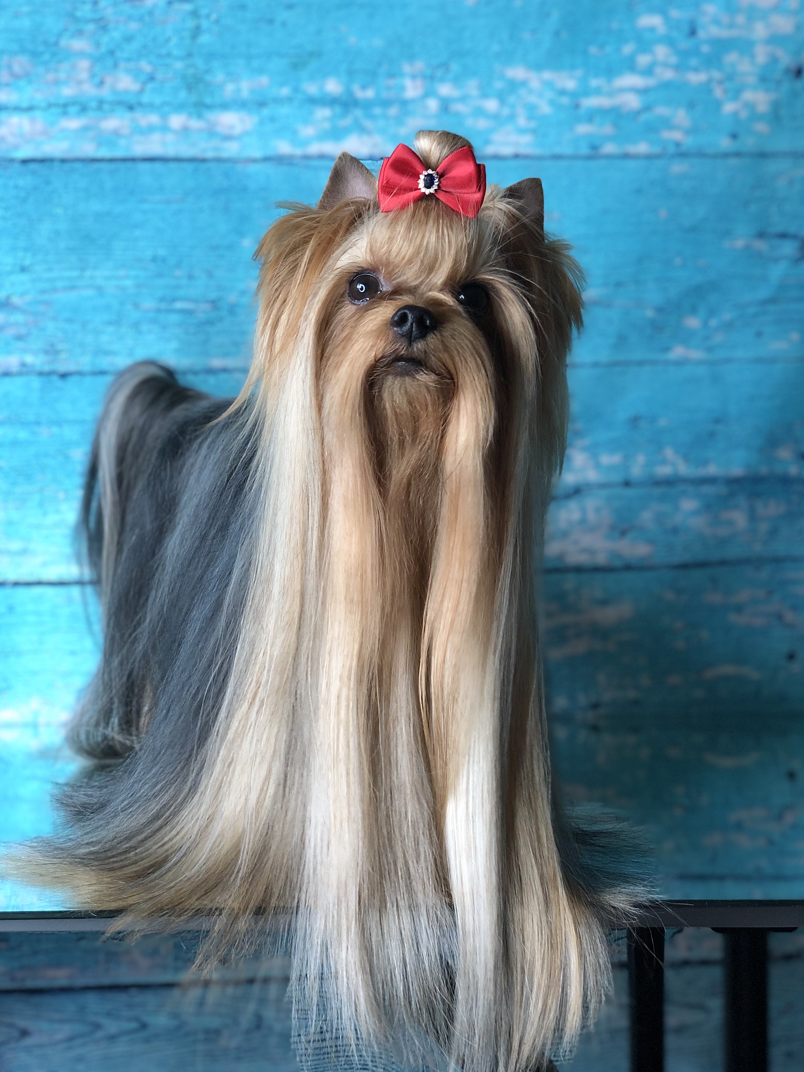  JULIAN’S STYLE YAHOO — Labaza DogPedigree YorkshireTerrier