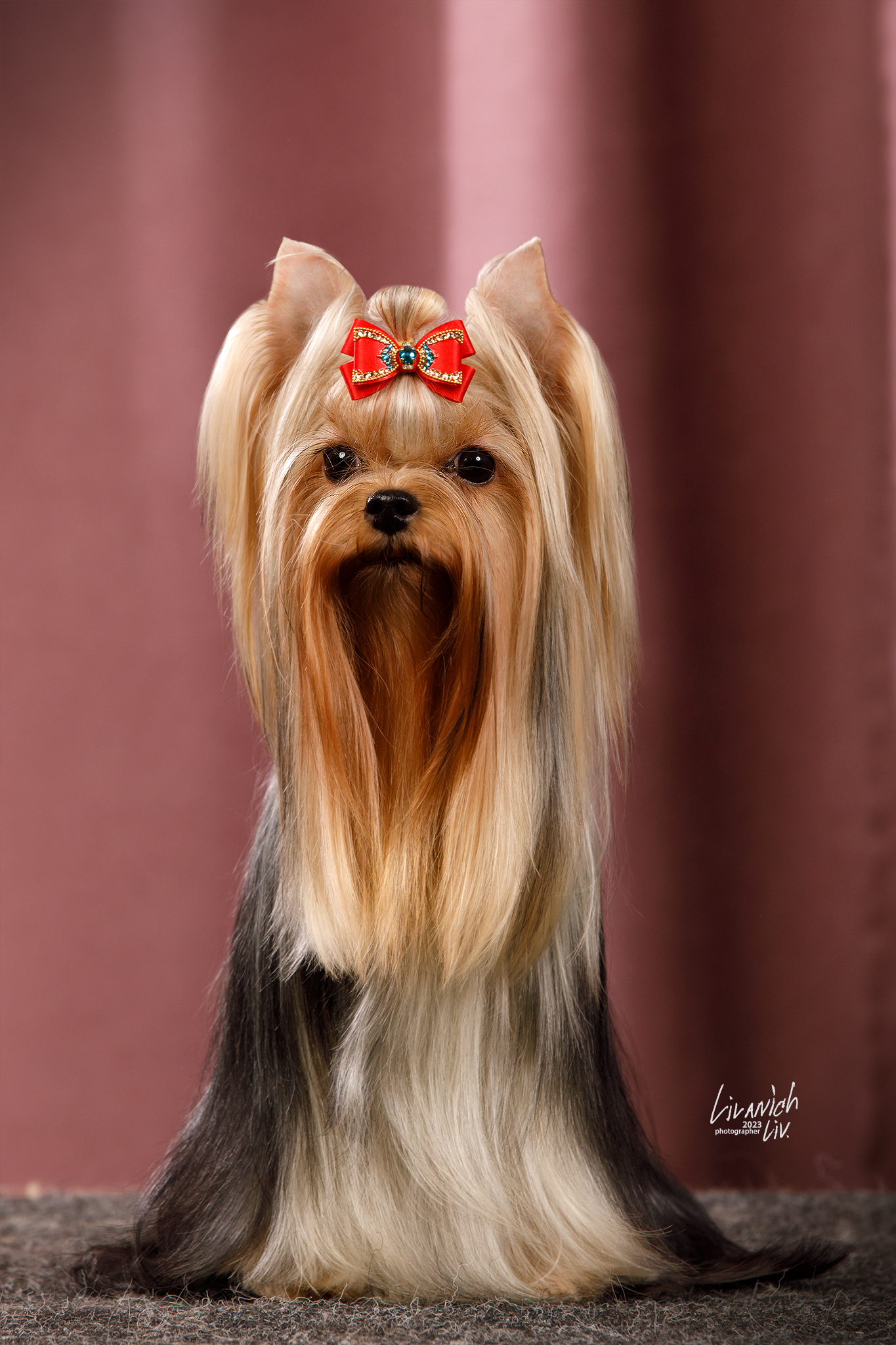  L’YANA DE VISTA LAMBORGHINI — Labaza DogPedigree YorkshireTerrier