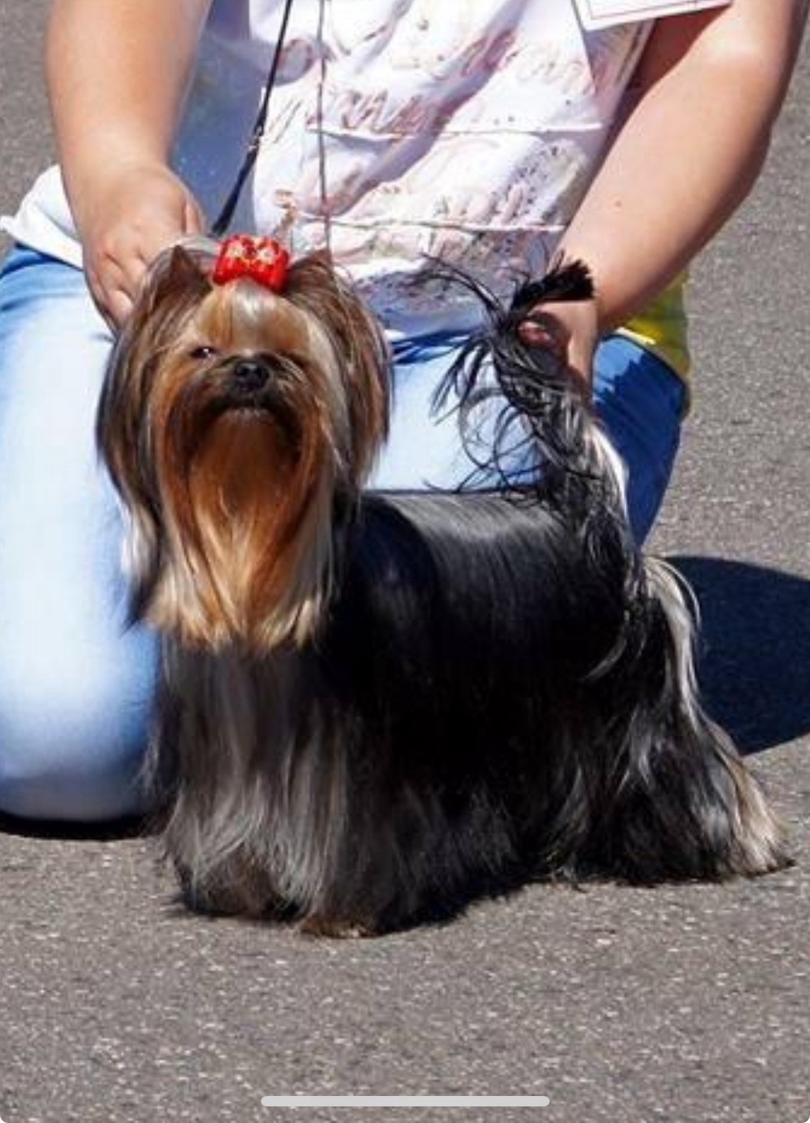 OH’ PRETTY WOMAN SOLAR CITY — Labaza DogPedigree YorkshireTerrier