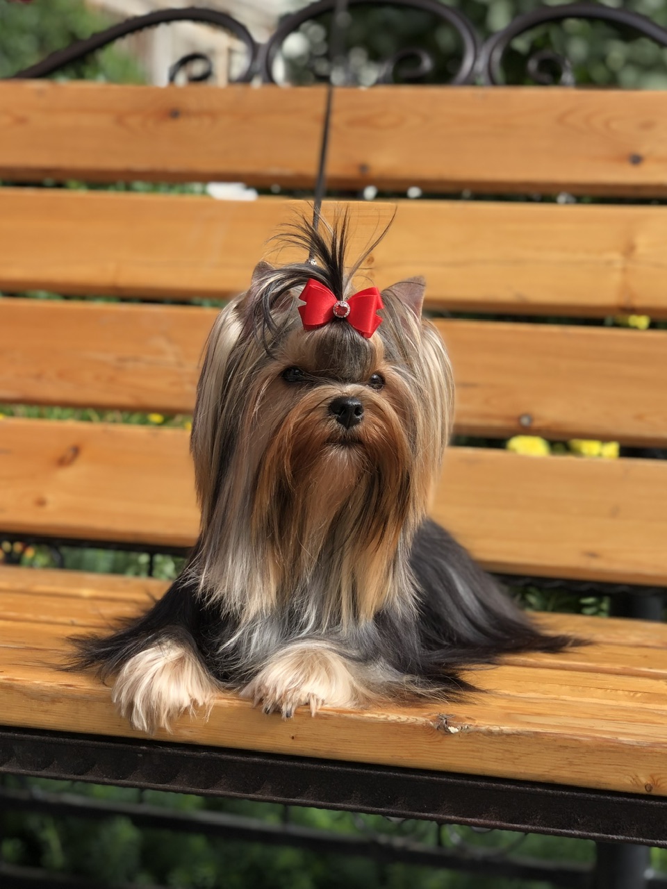 L’Yana De Vista L’YANA DE VISTA BEYONCE — Labaza DogPedigree YorkshireTerrier