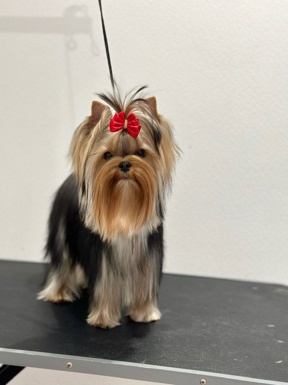  L’YANA DE VISTA TAKESHA — Labaza DogPedigree YorkshireTerrier