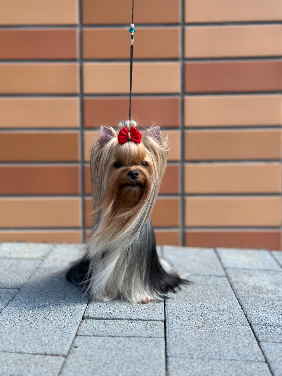  YUKI L’YANA DE VISTA — Labaza DogPedigree YorkshireTerrier