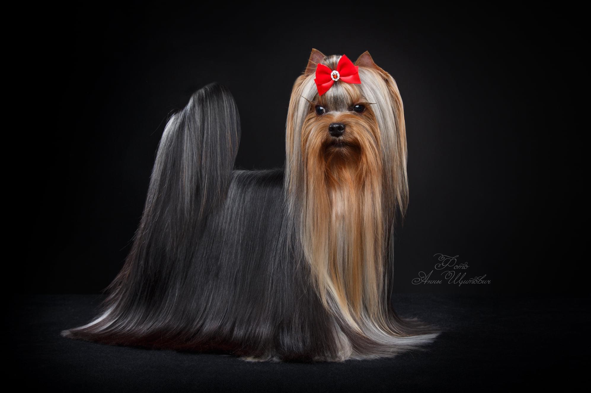 L’YANA DE VISTA LOVELACE — Labaza DogPedigree YorkshireTerrier