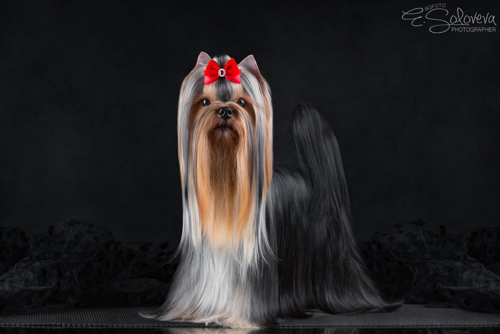 L’YANA DE VISTA KARMELINA — Labaza DogPedigree YorkshireTerrier